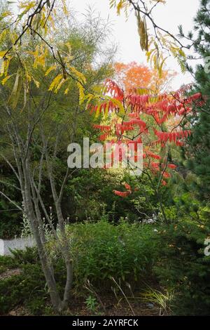 Rhamnus frangula 'Asplenifolia' - Alder Buchdornbaum links und ein Rhus Typhina - Sumac mit roten Blättern im Hinterhofgarten im Herbst. Stockfoto