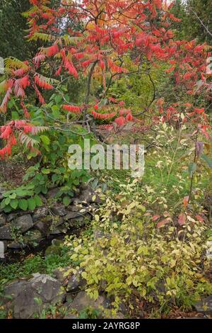 Rhus-Typhina 'Laciniata' - Sumak-Baum mit roten Blättern im Hinterhofgarten im Herbst. Stockfoto