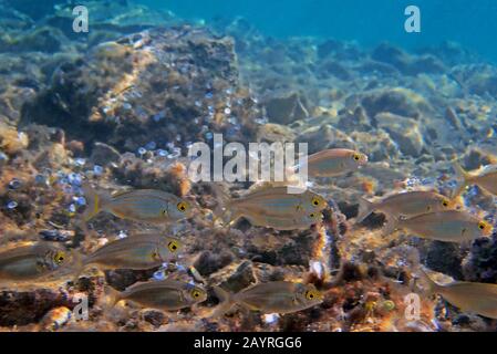 Salema porgy Salzwasserdreamfish - Sarpa Salpa Stockfoto