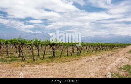 Schöne ländliche Landschaft mit Weinberg und Bergen im Uco Valley, Mendoza. Argentinien. UCO Valley ist ein junges Weingebiet in der Nähe der Hauptstadt Mend Stockfoto