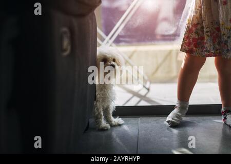 Beine eines kleinen Mädchens mit einem Malteserhund Zu Hause in der Nähe des Fensters Stockfoto