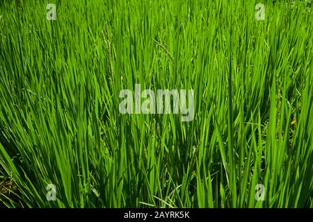 Nahaufnahme des Reisanbaus auf den Paddy-Feldern in Ubud, Bali Stockfoto