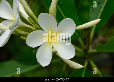 Das gelbe Zentrum und die Staubblätter einer Frangipani-Blume in Niue Stockfoto