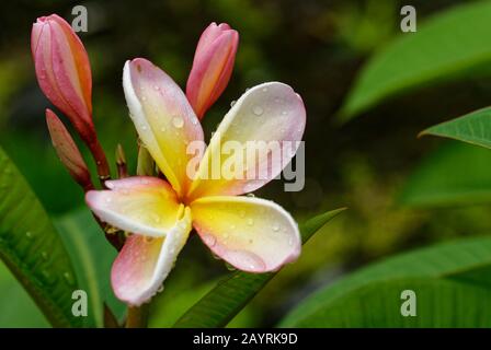 Der FranGrant frangipani ist eine Pflanzenfamilie der Blütenpflanzen in der Familie der Apocynacienartigen Stockfoto