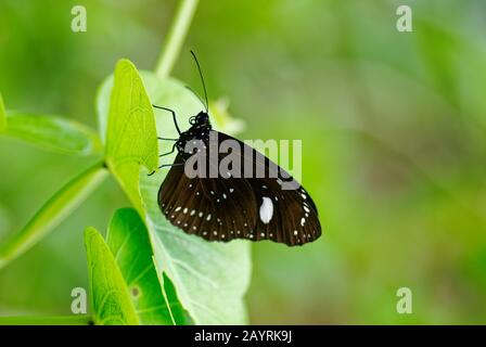 Ein schwarzer und weißer Schmetterling in Niue, der gewöhnliche Krähen-Schmetterling Stockfoto