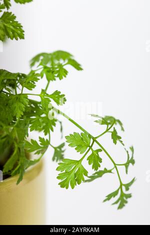 Der Topf mit Gartenschermil (Anthriscus cerefolium), ein ungewöhnliches kulinarisches Kraut, auch Kermil oder französische Petersilie genannt, ist ein zierliches jährliches Kraut, das mit verwandt ist Stockfoto