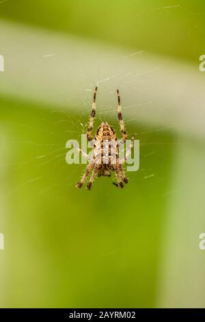 Issaquah, Washington, USA. Cross spider (Araneus diadematus) auf seiner Website in einem Garten. Stockfoto