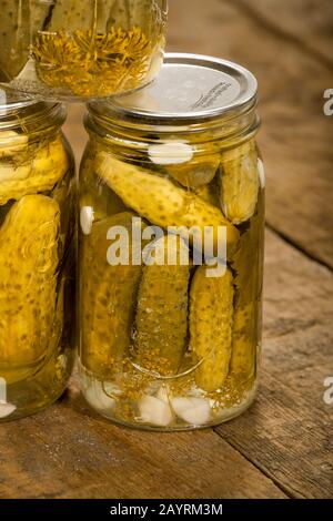 Drei Gläser hausgemachter Dillpickel, die die eingepickten Gurken, Dillkraut, Knoblauch und Traubenblätter zeigen, die auf einer rustikalen Holztischplatte ruhen Stockfoto