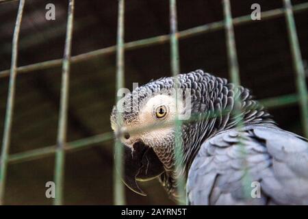 Der graue Papageienpapagei Psittacus erithacus perchiert in einem Käfig. Stockfoto