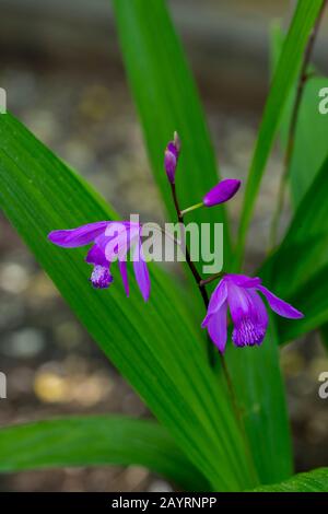 Eine Urnenorchidee (Bletilla striata), die im Mai in einem Kirkland Garten im US-Bundesstaat Washington blüht. Stockfoto