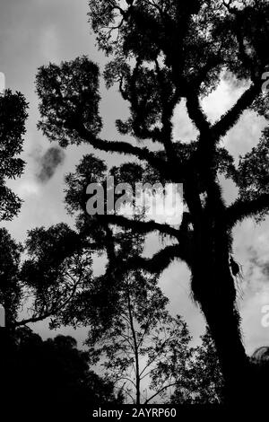 Cnnamomum porphyrium, typische verzweigte Kurve hoher Baum aus subtropischem Gebiet in Tucuman, Argentinien Stockfoto