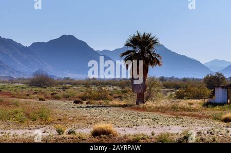 Berge Morgennebel mit Silhouette palm im Arizona, USA Stockfoto