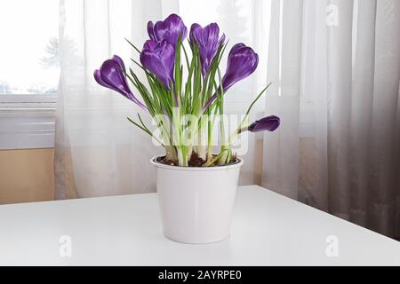Violetter Krokus blüht auf einem Tisch neben einem Fenster Stockfoto