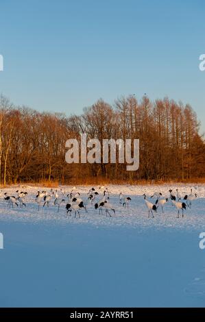 Bedrohte japanische Kraniche (Grus japonensis), auch Rotkronenkräne genannt, die zu den seltensten Kränen der Welt gehören und sich von Mais ernähren Stockfoto