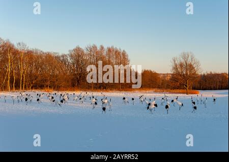 Bedrohte japanische Kraniche (Grus japonensis), auch Rotkronenkräne genannt, die zu den seltensten Kränen der Welt gehören und sich von Mais ernähren Stockfoto