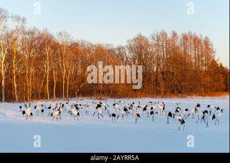 Bedrohte japanische Kraniche (Grus japonensis), auch Rotkronenkräne genannt, die zu den seltensten Kränen der Welt gehören und sich von Mais ernähren Stockfoto