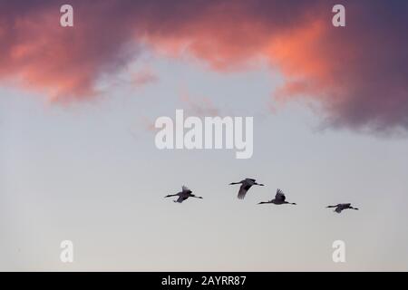 Bedrohte japanische Kräne (Grus japonensis), auch Rotkronenkräne genannt, die zu den seltensten Kränen der Welt gehören, fliegen zum an Stockfoto