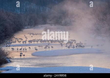 Bedrohte japanische Kraniche (Grus japonensis), auch Rotkronenkräne genannt, die zu den seltensten Kränen der Welt gehören, im Morgengrauen an ihrem Stockfoto