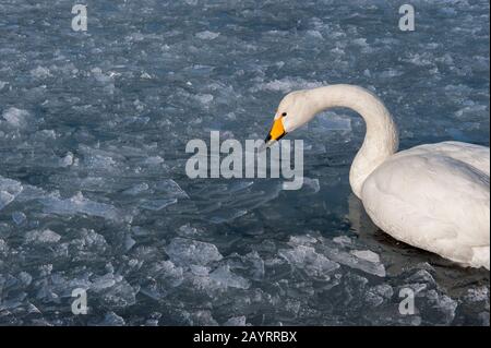 Ein Whooper-Schwan (Cygnus cygnus) schwimmt in zerkleinertem Eis am Ufer des Kussharo-Sees, der ein Caldera-See im Akan-Nationalpark im östlichen Hokkai ist Stockfoto