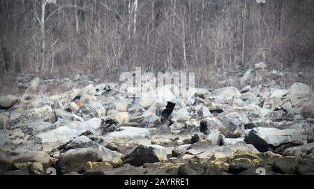 Glatze Eagle Landing auf Susquehanna River Shore Felsen Stockfoto