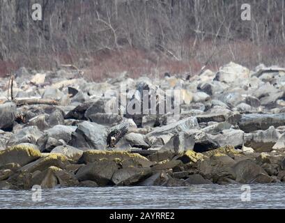 Glatze Eagle Landing auf Susquehanna River Shore Felsen Stockfoto