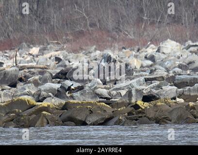 Glatze Eagle Landing auf Susquehanna River Shore Felsen Stockfoto