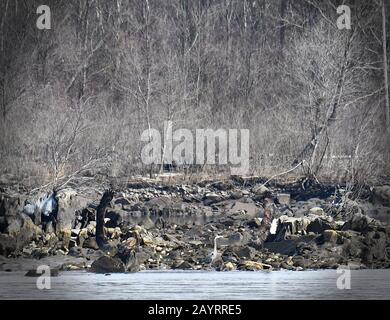 Zwei bald Eagles fliegen auf dem Susquehanna River felsigen Ufer nahe einem Blue Heron aufeinander zu Stockfoto