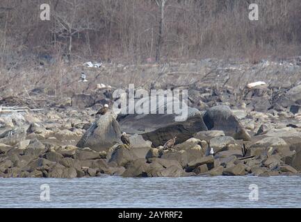 Bald Eagles auf Susquehanna Shore Felsen Stockfoto