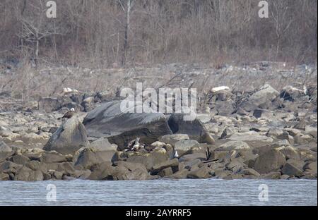 Bald Eagles auf Susquehanna Shore Felsen Stockfoto