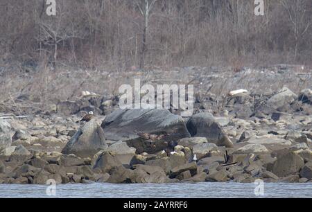 Glatze Eagle Landing auf Susquehanna River Shore Felsen Stockfoto