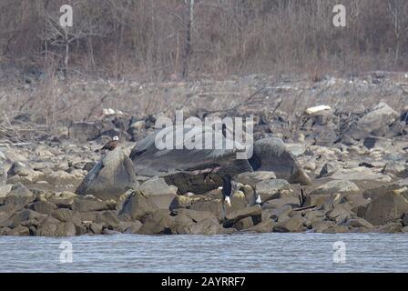 Glatze Eagle Landing auf Susquehanna River Shore Felsen Stockfoto