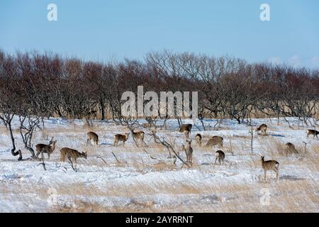 Hokkaido-Rehe (Cervus Nippon yesoensis), eine Unterart des sika-rehe (Cervus nippon), die auch als gefleckter Hirsch oder japanischer Hirsch bezeichnet wird, auf Der Now Stockfoto