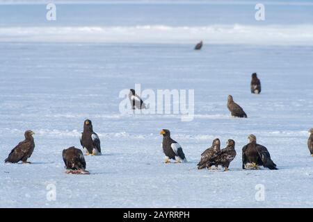 Stellers Seeadler (Haliaetus pelagicus) und Weißwedeladler (Haliaetus albicilla), die sich an Fischen ernähren, werden durch das Adler-Fütterungsprogramm o ausgeworfen Stockfoto