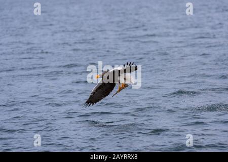 Ein Steller's Seeadler (Haliaetus pelagikus) fängt einen Fisch aus dem Meer vor der kleinen Stadt Rausu, die am östlichen Ende des liegt Stockfoto