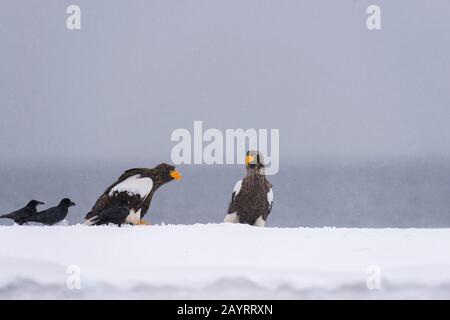 Stellers Seeadler (Haliaetus pelagicus) und Raben auf Schnee bei Rausu, einer kleinen Fischerstadt, die am östlichen Ende des Shiretoko Peni liegt Stockfoto