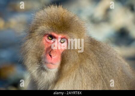 Ein Porträt eines Schneemaffen (japanische Makaken) an den heißen Quellen in Jigokudani bei Nagano auf der Insel Honshu, Japan. Stockfoto