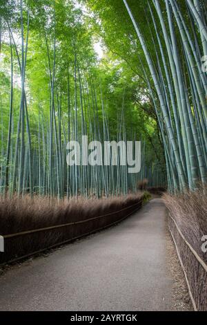 Ein Weg durch den Bambushain (Moso-Bambus) im Tenryu-JI-Tempel (UNESCO-Weltkulturerbe) in Arashiyama, Kyoto, Japan. Stockfoto