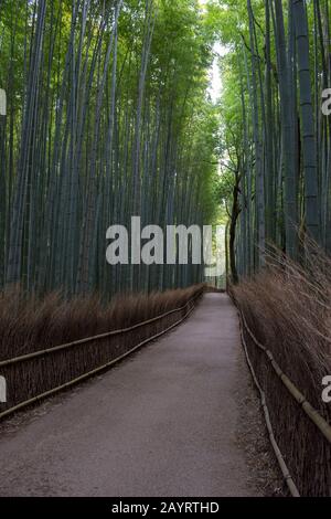 Ein Pfad mit einem traditionellen Zaun, der sich durch den Bambushain (Moso-Bambus) am Tenryu-JI-Tempel (UNESCO-Weltkulturerbe) in Arashiyama, Kyo schlängelt Stockfoto