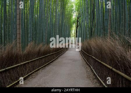 Ein Pfad mit einem traditionellen Zaun, der sich durch den Bambushain (Moso-Bambus) am Tenryu-JI-Tempel (UNESCO-Weltkulturerbe) in Arashiyama, Kyo schlängelt Stockfoto