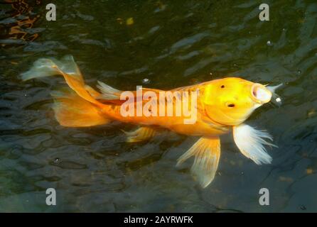 Ein goldfarbener Schmetterlingskoi-Fisch auf der Oberfläche des Wassers, der Pellets isst Stockfoto