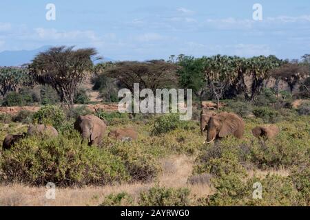 Eine afrikanische Elefantenherde (Loxodonta africana) auf dem Weg zum Ewaso Ngiro River im Samburu National Reserve in Kenia. Stockfoto