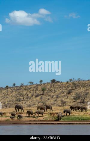 Afrikanische Elefantenherde (Loxodonta africana) entlang des Ewaso Ngiro River im Samburu National Reserve in Kenia. Stockfoto