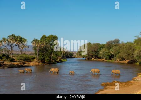 Afrikanische Elefanten (Loxodonta africana), die den Fluss Ewaso Ngiro im Samburu National Reserve in Kenia überqueren. Stockfoto