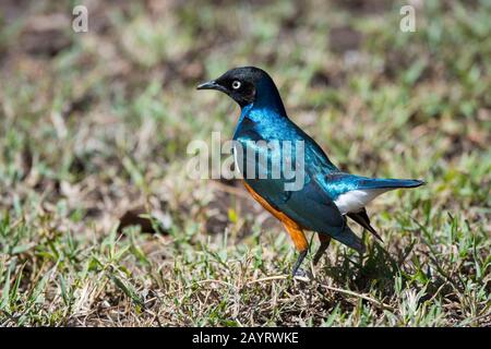 Ein Superstarling (Lamprotornis superbus) sucht auf einem Rasen im Ol Pejeta Conservancy in Kenia nach Speisen. Stockfoto