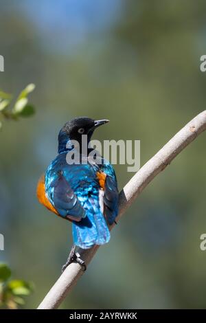 Schillernde Federn eines herrlichen Sternenhimmels (Lamprotornis superbus), das in einem Baum im Ol Pejeta Conservancy in Kenia sitzt. Stockfoto