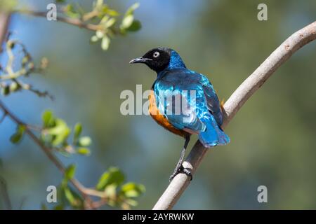 Schillernde Federn eines herrlichen Sternenhimmels (Lamprotornis superbus), das in einem Baum im Ol Pejeta Conservancy in Kenia sitzt. Stockfoto