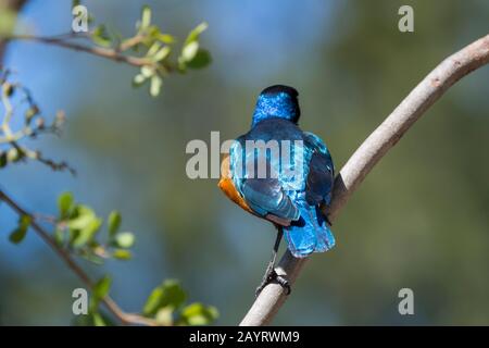 Die irisierenden Federn eines herrlichen Sternenhimmels (Lamprotornis superbus) im Ol Pejeta Conservancy in Kenia. Stockfoto