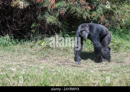 Ein Chimpanzee im Sweetwaters Chimpanzee Sanctuary am Ol Pejeta Conservancy in Kenia. Stockfoto