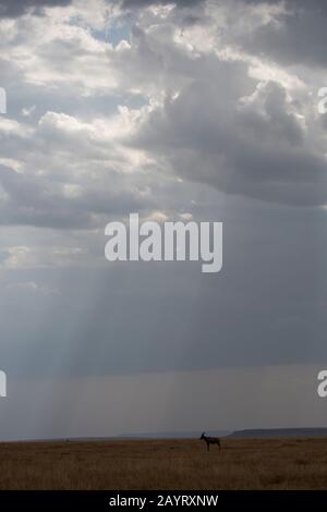 Ein Topi (Damaliscus korrigum) im Grasland des Masai Mara National Reserve in Kenia. Stockfoto