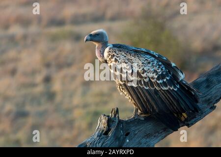 Ein Ruppells Greifgeier (Gyps rueppellii) sitzt auf einem Baum im Masai Mara National Reserve in Kenia. Stockfoto